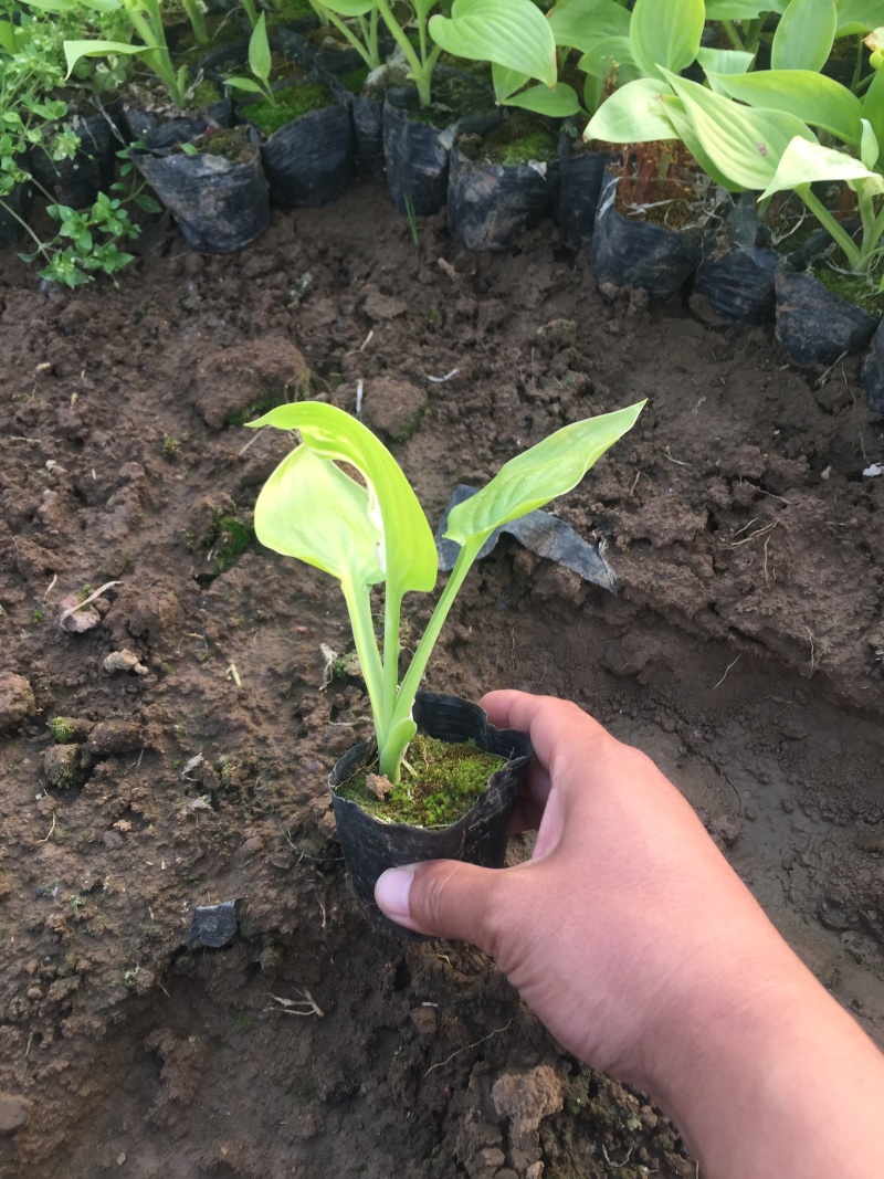 白玉簪种植基地白玉簪自产自销白玉簪60万处理