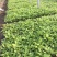 白玉簪种植基地白玉簪自产自销白玉簪60万处理