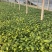 白玉簪种植基地白玉簪自产自销白玉簪60万处理