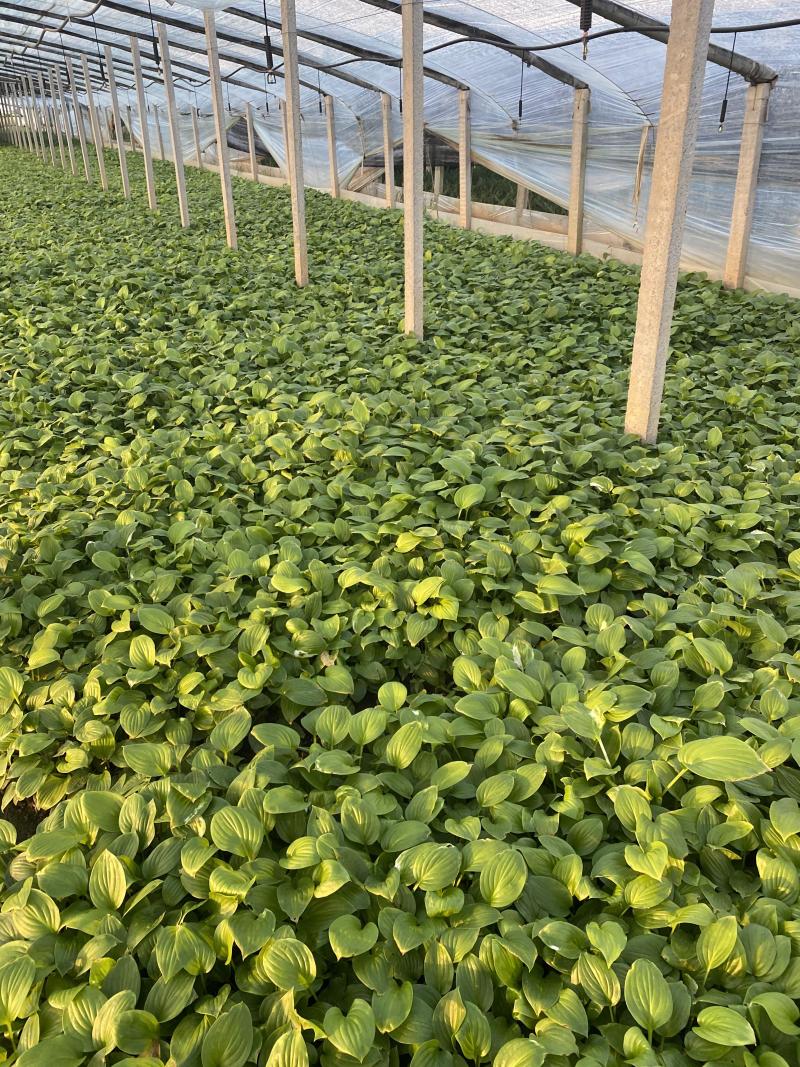 白玉簪种植基地白玉簪自产自销白玉簪60万处理