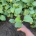 白玉簪种植基地白玉簪自产自销白玉簪60万处理