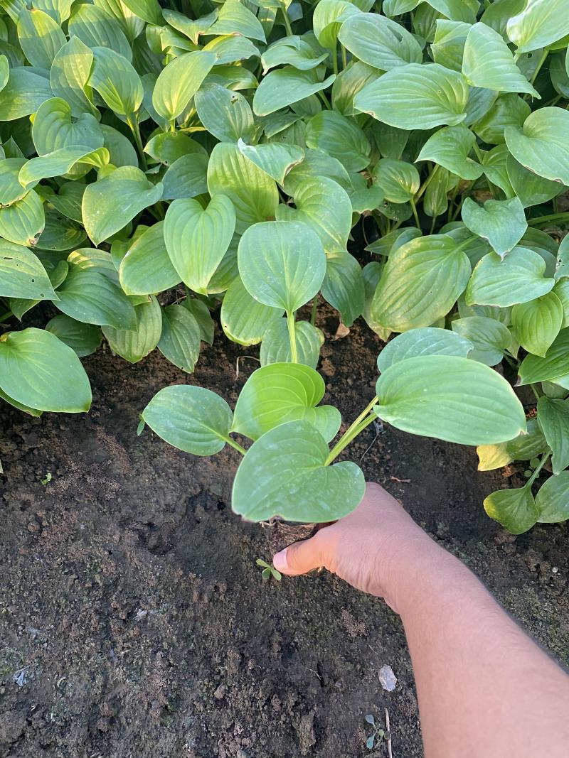 白玉簪种植基地白玉簪自产自销白玉簪60万处理