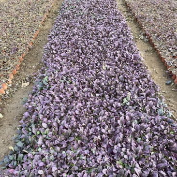 大叶筋骨草自产自销大叶筋骨草种植基地大叶筋骨草批