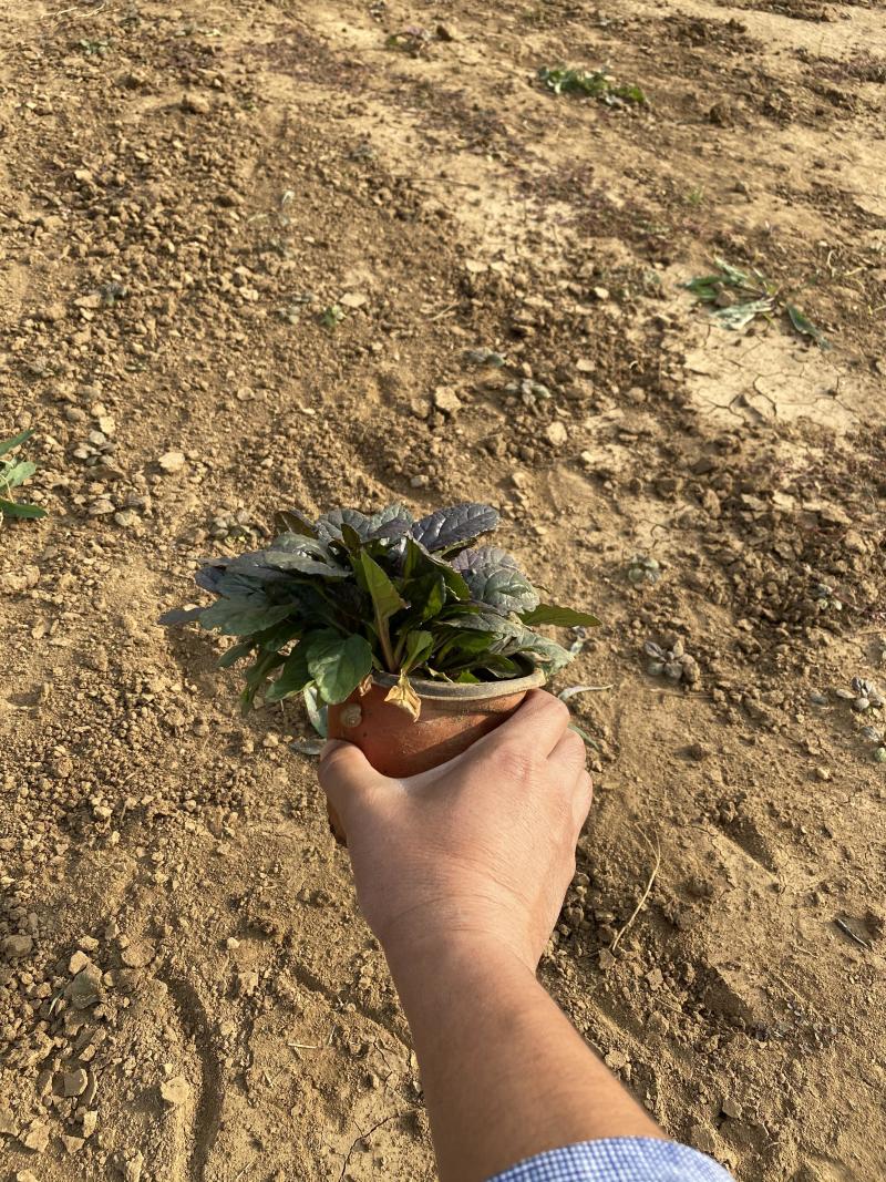 大叶筋骨草自产自销大叶筋骨草种植基地大叶筋骨草批