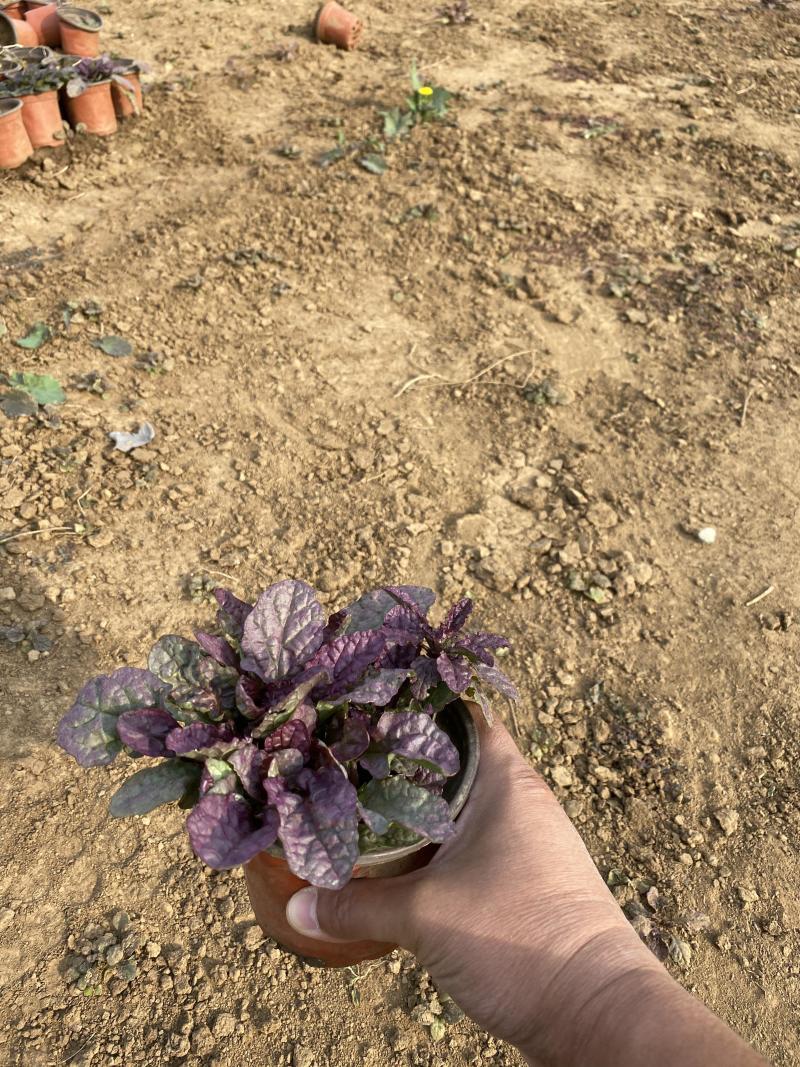 大叶筋骨草自产自销大叶筋骨草种植基地大叶筋骨草批