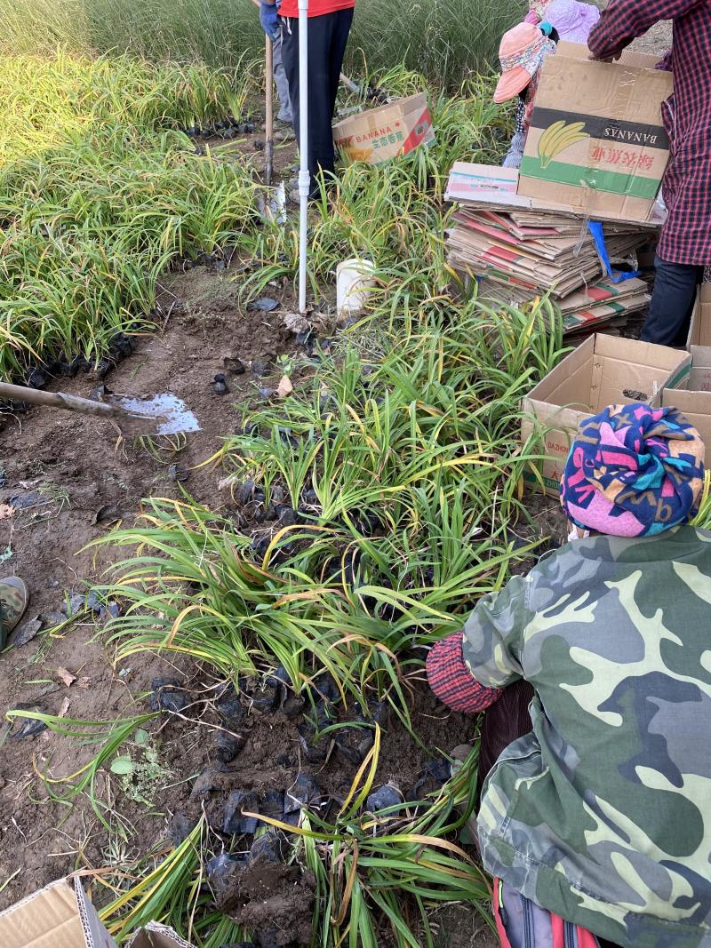 萱草种植基地800万萱草低价处理萱草农户直销