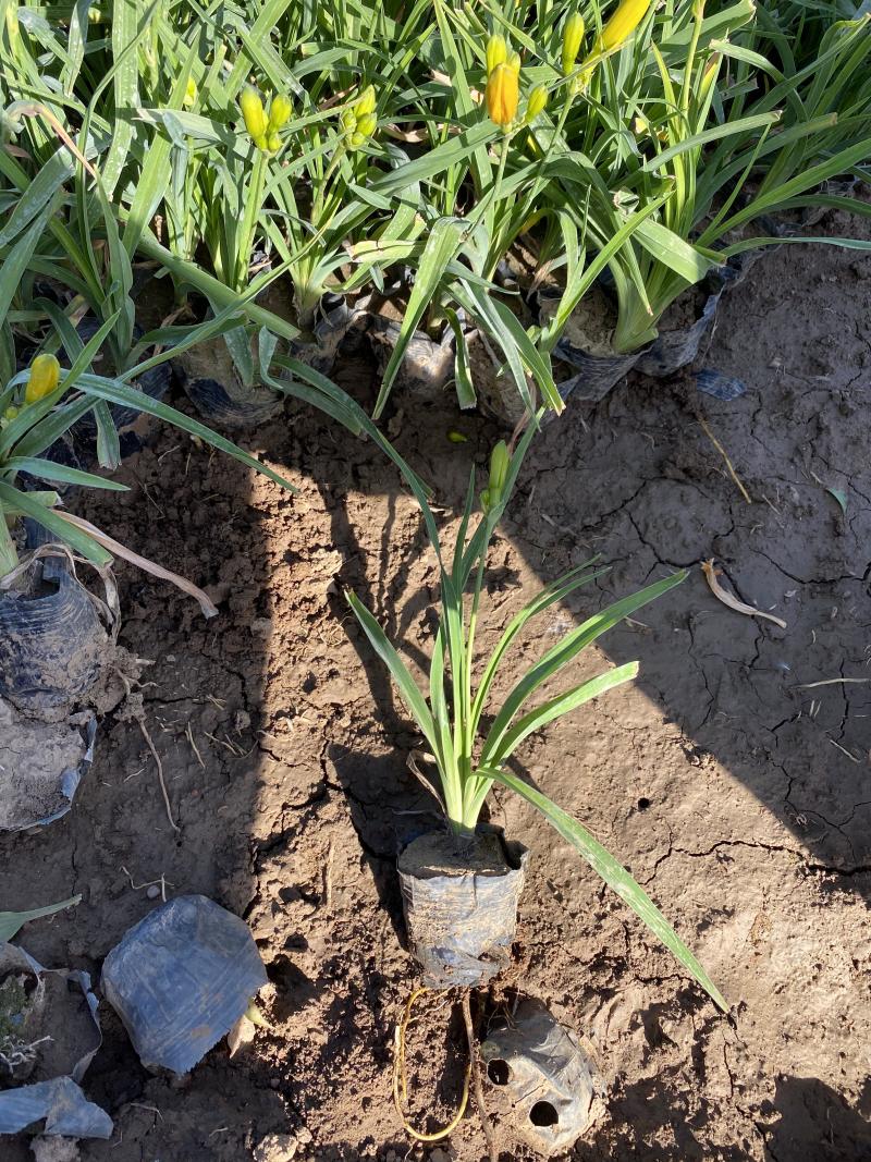 金娃娃萱草自产自销金娃娃萱草种植基地金娃娃萱草批