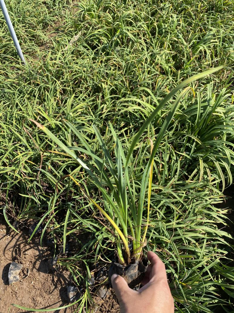 金娃娃萱草自产自销金娃娃萱草种植基地金娃娃萱草批