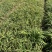金娃娃萱草自产自销金娃娃萱草种植基地金娃娃萱草批