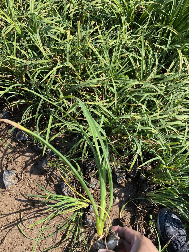 金娃娃萱草自产自销金娃娃萱草种植基地金娃娃萱草批