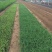 金娃娃萱草自产自销金娃娃萱草种植基地金娃娃萱草批
