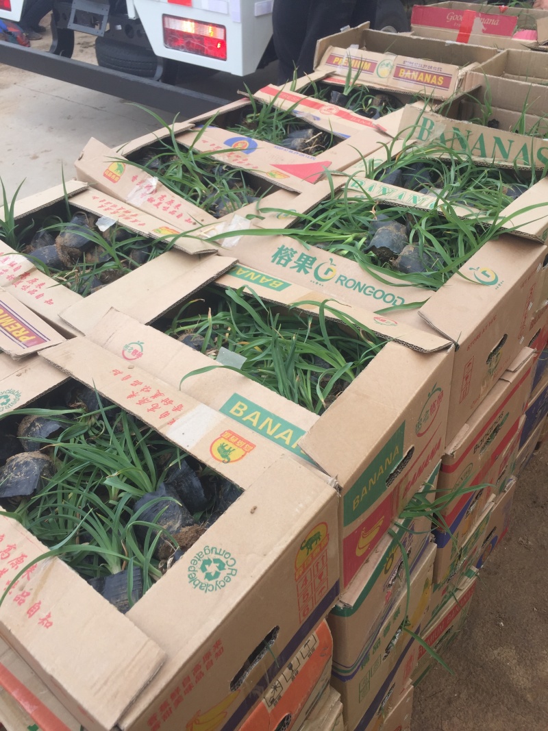 金娃娃萱草自产自销金娃娃萱草种植基地金娃娃萱草批