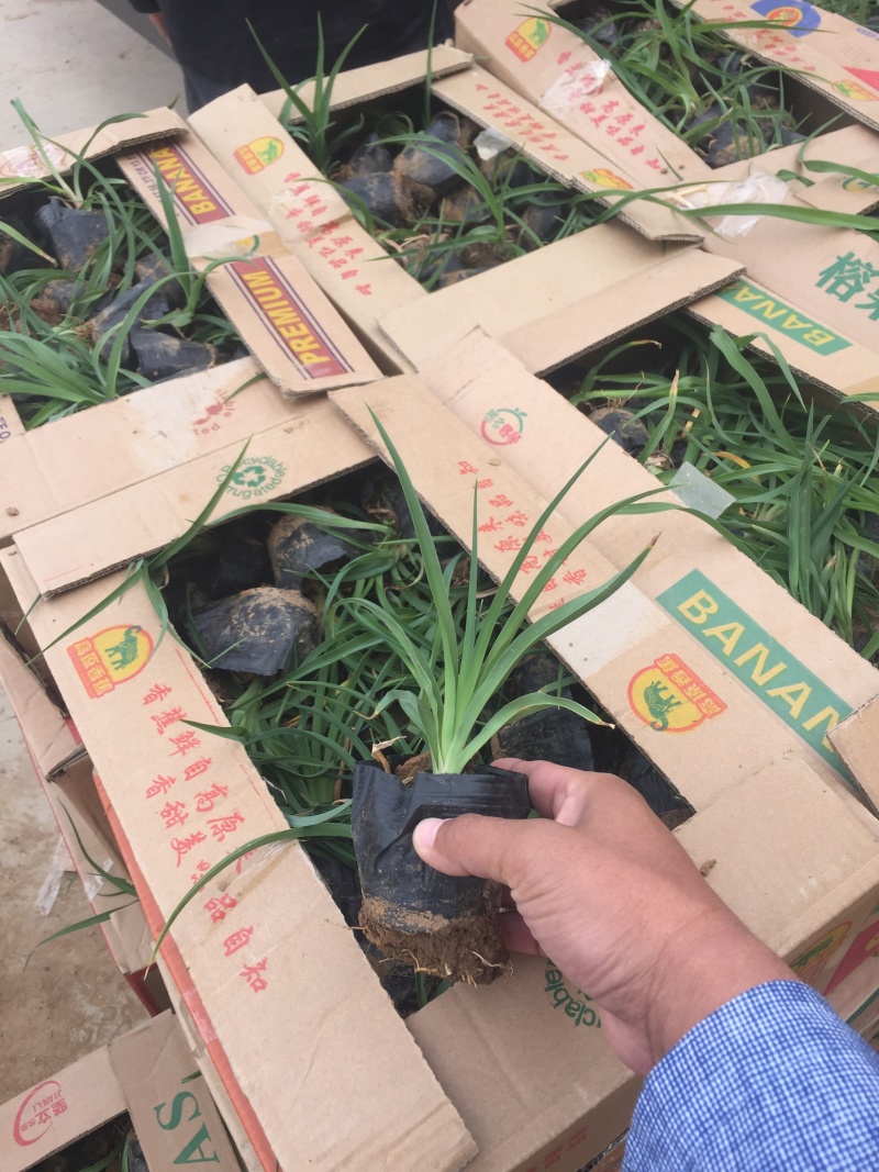 金娃娃萱草自产自销金娃娃萱草种植基地金娃娃萱草批