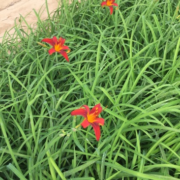 大花萱草种植基地大花萱草自产自销80万大花萱处理