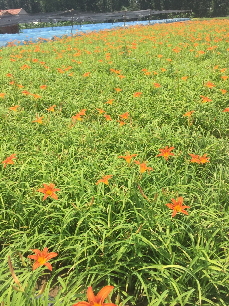 大花萱草种植基地大花萱草自产自销80万大花萱处理