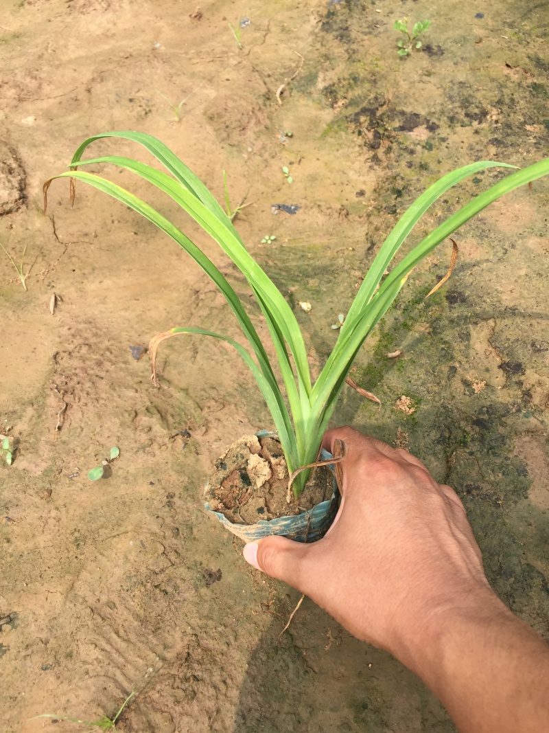 大花萱草种植基地大花萱草自产自销80万大花萱处理