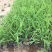 大花萱草种植基地大花萱草自产自销80万大花萱处理