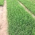 大花萱草种植基地大花萱草自产自销80万大花萱处理