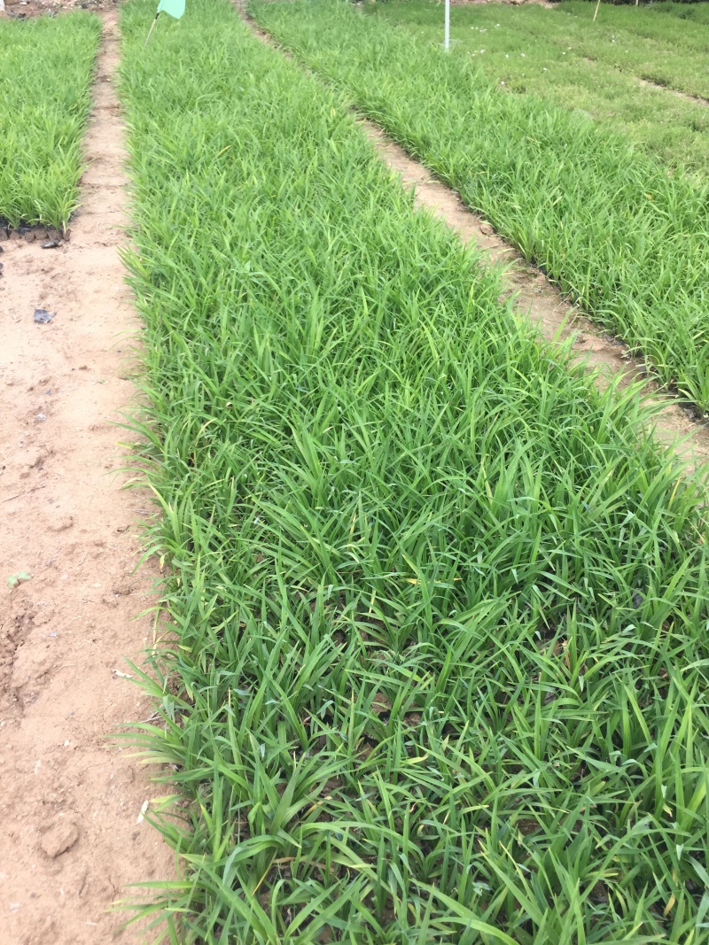 大花萱草种植基地大花萱草自产自销80万大花萱处理
