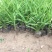 大花萱草种植基地大花萱草自产自销80万大花萱处理