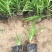 大花萱草种植基地大花萱草自产自销80万大花萱处理
