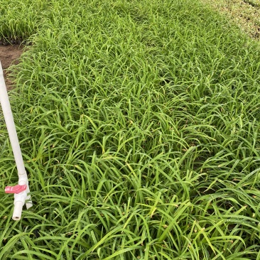 红宝石萱草自产自销红宝石萱草种植基地批发