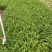 红宝石萱草自产自销红宝石萱草种植基地批发