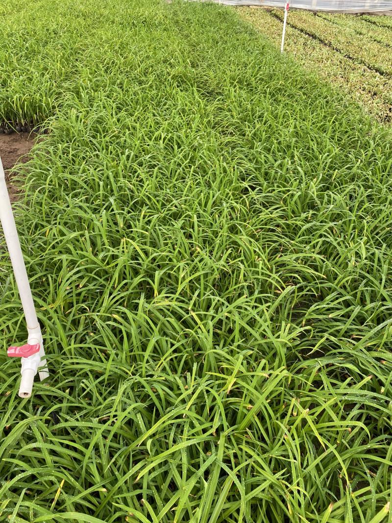 红宝石萱草自产自销红宝石萱草种植基地批发