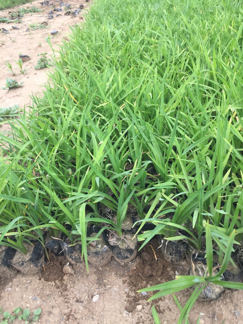 红宝石萱草自产自销红宝石萱草种植基地批发