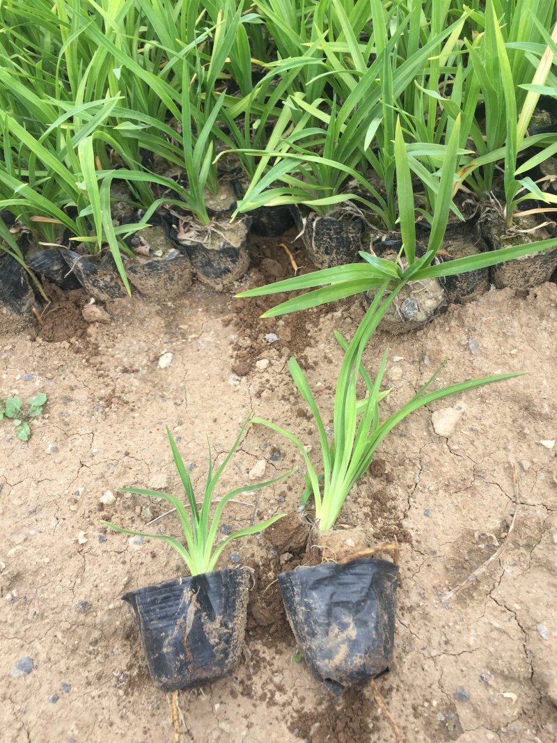 红宝石萱草自产自销红宝石萱草种植基地批发