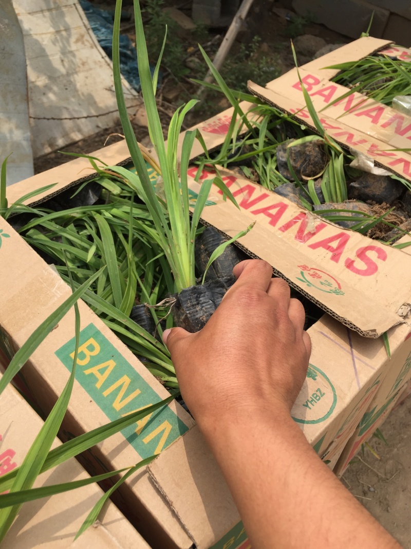 红宝石萱草自产自销红宝石萱草种植基地批发