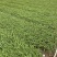红宝石萱草自产自销红宝石萱草种植基地批发