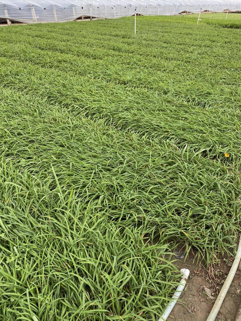 红宝石萱草自产自销红宝石萱草种植基地批发