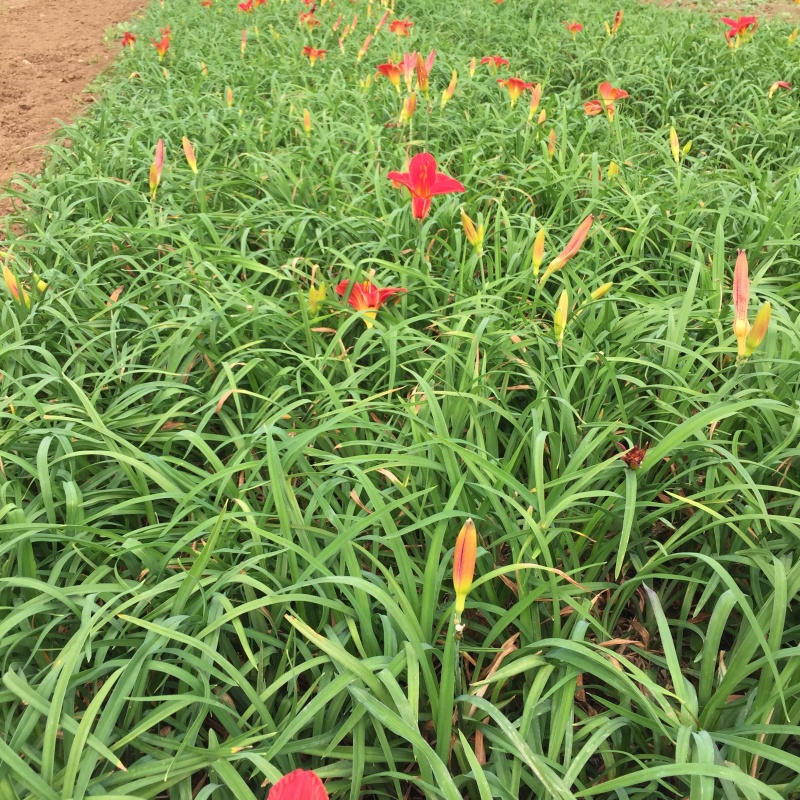 红宝石萱草自产自销红宝石萱草种植基地批发