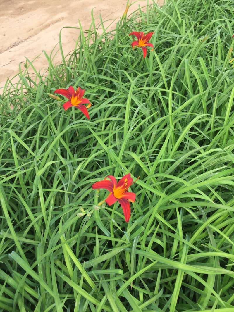 红宝石萱草自产自销红宝石萱草种植基地批发