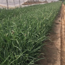 紫露草种植基地。青州紫露草批发价格60万紫露草处理