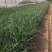 紫露草种植基地。青州紫露草批发价格60万紫露草处理