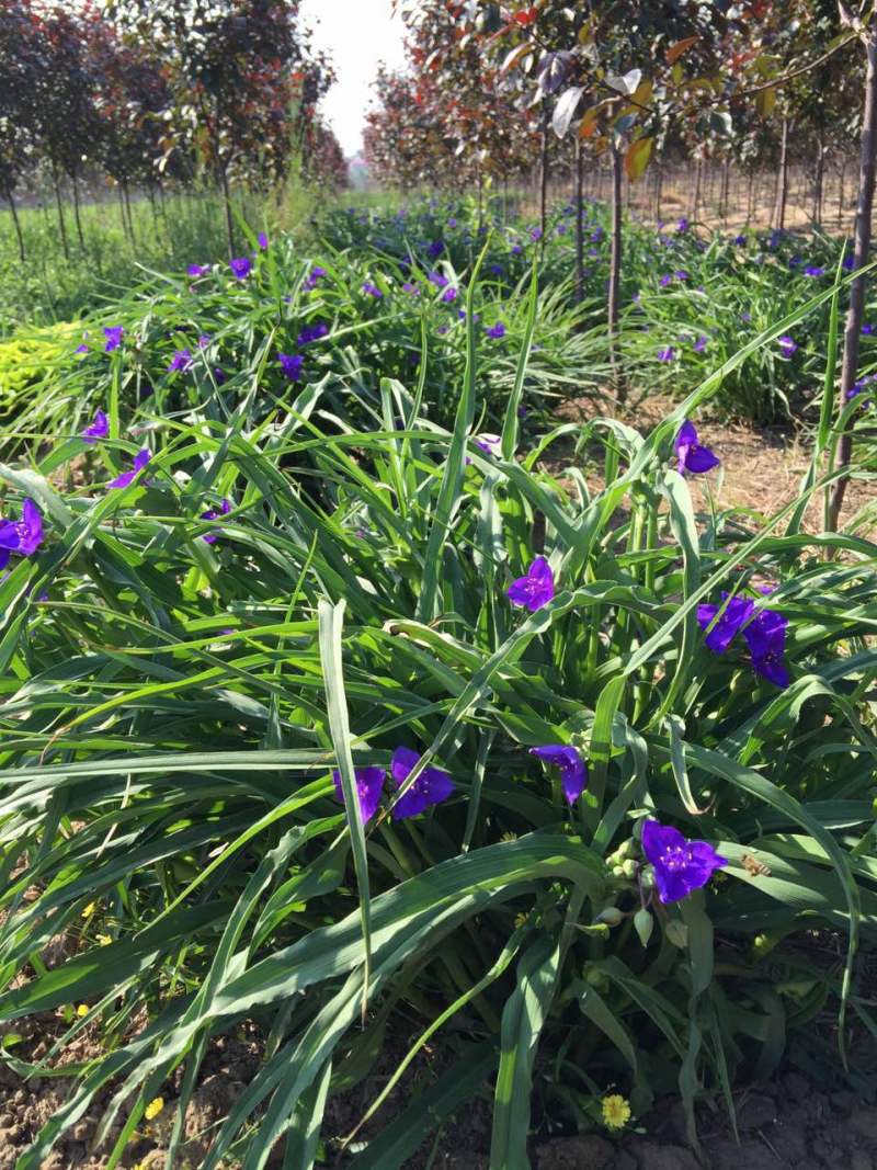 紫露草种植基地。青州紫露草批发价格60万紫露草处理