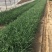 紫露草种植基地。青州紫露草批发价格60万紫露草处理