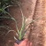 紫露草种植基地。青州紫露草批发价格60万紫露草处理
