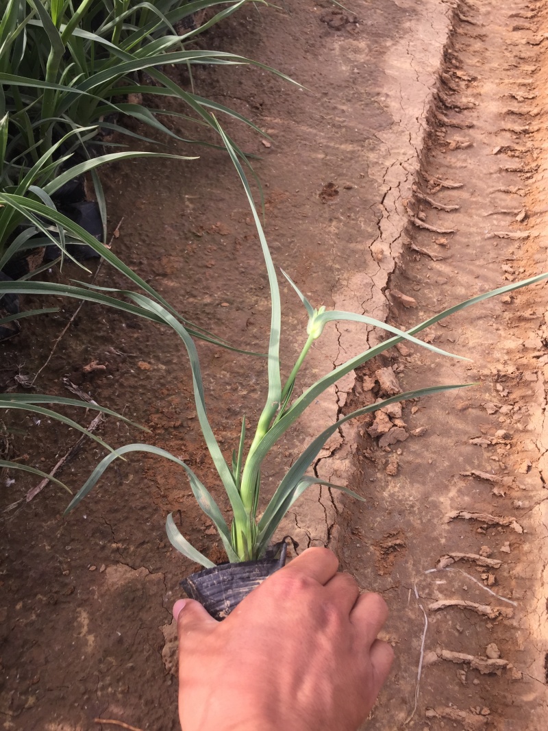 紫露草种植基地。青州紫露草批发价格60万紫露草处理