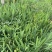 射干自产自销射干60万低价处理射干种植基地