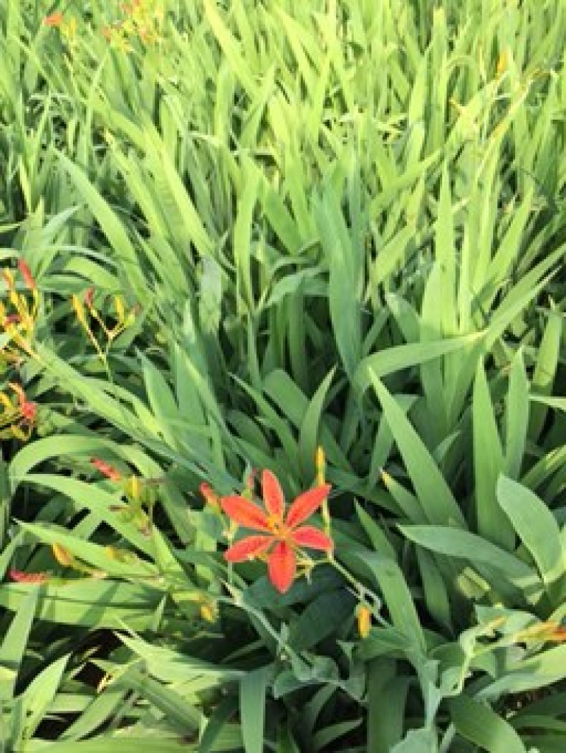 射干自产自销射干60万低价处理射干种植基地