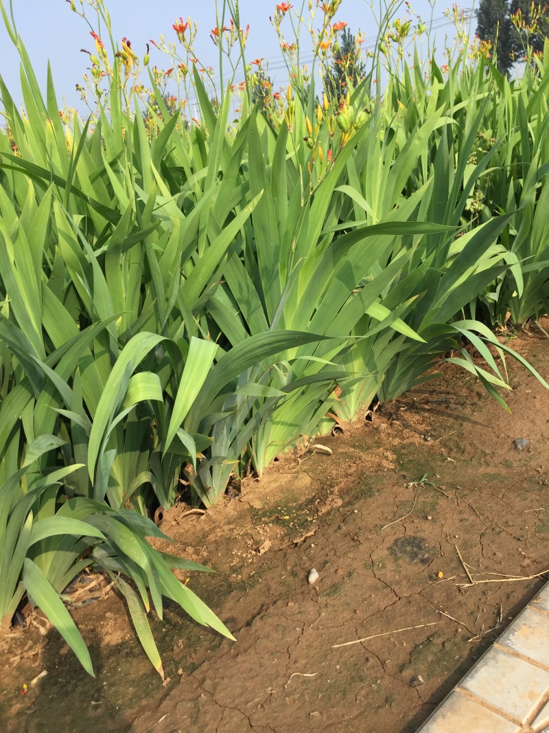 射干自产自销射干60万低价处理射干种植基地