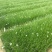 葱兰种植基地600万葱兰自产自销低价处理