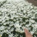 葱兰种植基地600万葱兰自产自销低价处理