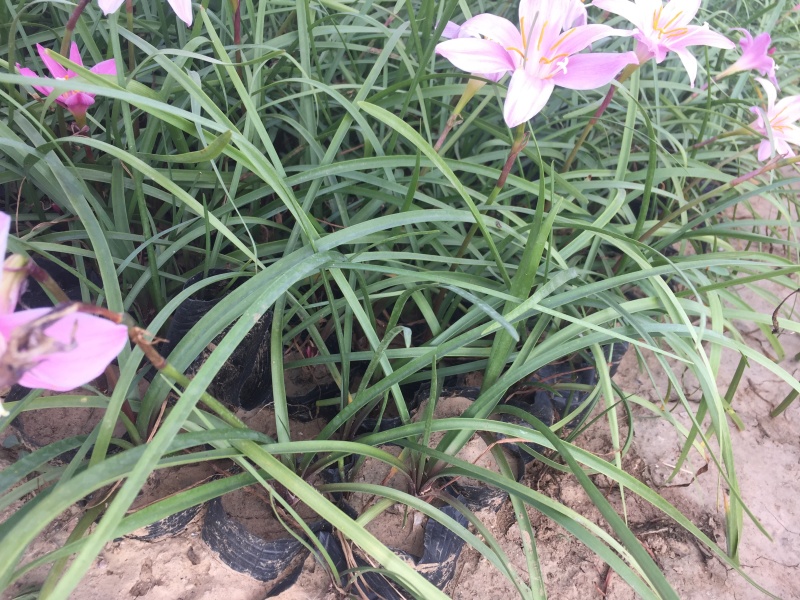 韭兰种植基地韭兰自产自销60万韭兰低价处理