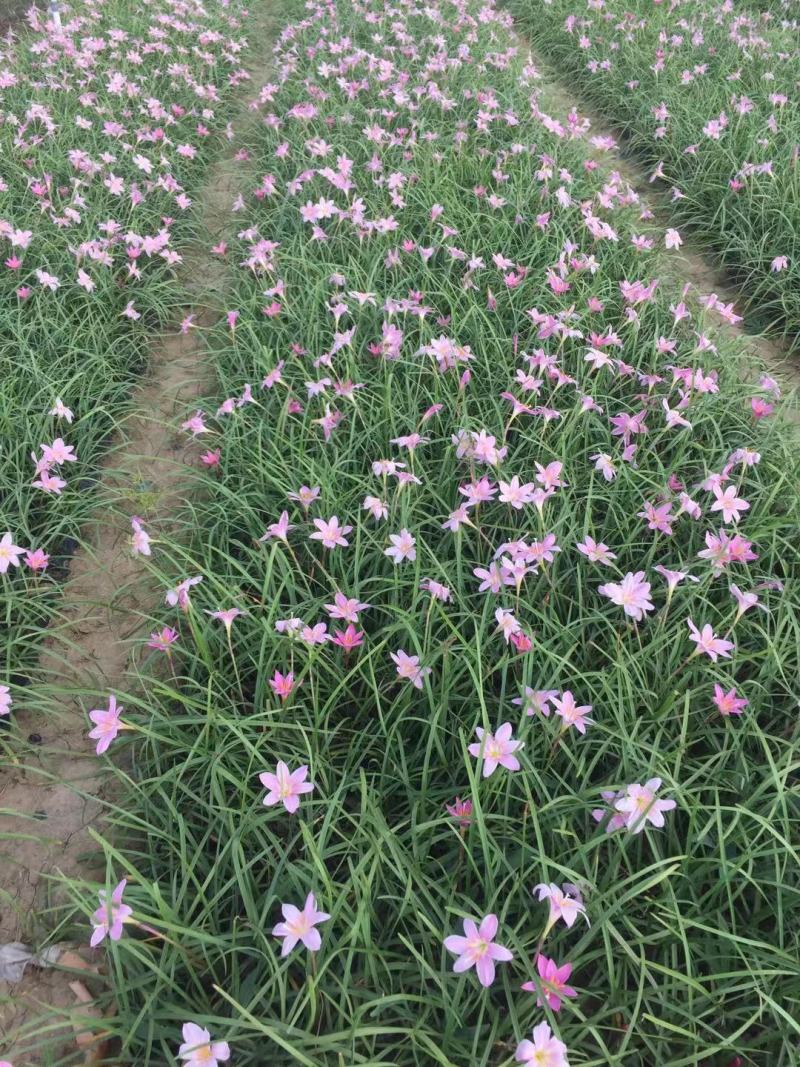 韭兰种植基地韭兰自产自销60万韭兰低价处理