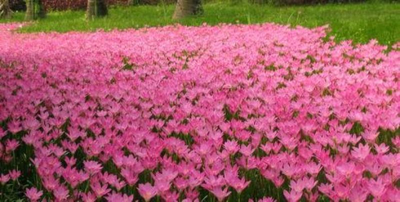 韭兰种植基地韭兰自产自销60万韭兰低价处理