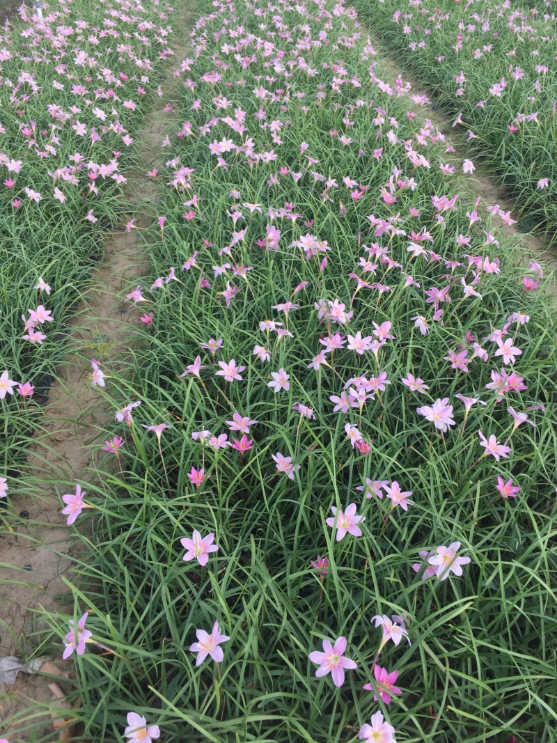 韭兰种植基地韭兰自产自销60万韭兰低价处理